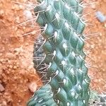 Cylindropuntia fulgida Folha
