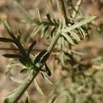 Centaurea paniculata Folha