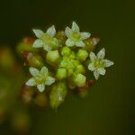 Hydrocotyle bonariensis Floare