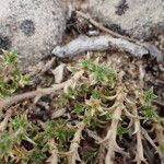 Arenaria aggregata Hoja
