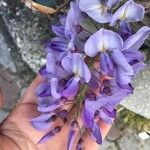 Wisteria sinensis Blüte