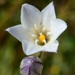 Triteleia peduncularis Flor