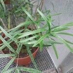Asparagus falcatus Folha