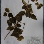 Clematis buchananiana Altres