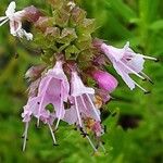 Hyssopus officinalis Flower