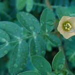 Kallstroemia maxima পাতা