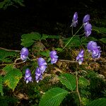 Aconitum variegatum Λουλούδι