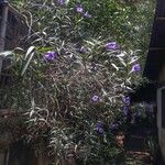 Ruellia simplexЦветок