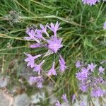 Tulbaghia violacea Lorea