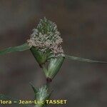 Crypsis schoenoides Flower