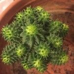 Euphorbia susannae Feuille