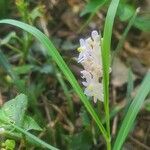 Liriope spicata Flower