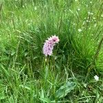 Bistorta officinalis Flower