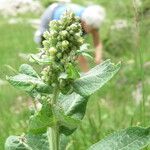 Verbascum lychnitis Цвят