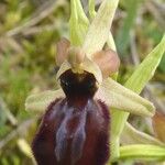 Ophrys arachnitiformis മറ്റ്