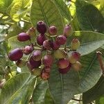 Syzygium cordatum Gyümölcs