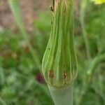 Tragopogon dubius অন্যান্য