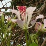 Bauhinia monandra Цвят