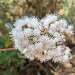 Ageratina adenophora Květ