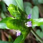 Justicia refractifolia Flor