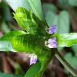 Justicia refractifolia Blüte