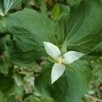 Trillium flexipes Pokrój