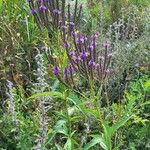 Verbena hastata Leaf