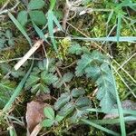 Geum canadense Blad