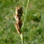 Blysmus compressus Fula