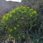 Euphorbia dendroides Fruit