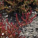 Salicornia procumbens Листок