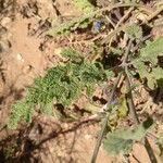 Salvia columbariae Blatt