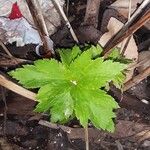 Trollius europaeus叶