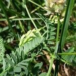 Astragalus cicer 果