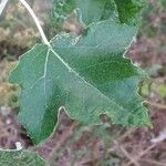 Populus alba ഇല