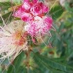 Calliandra selloi Kvet