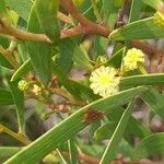 Acacia longifolia Fleur