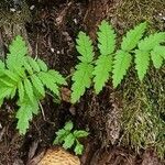 Gymnocarpium dryopteris Blatt