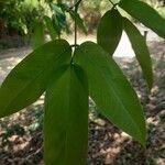 Dendrolobium umbellatum Leaf