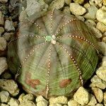 Euphorbia obesa Листок