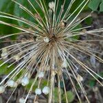 Allium schubertii Frutto