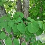 Cercidiphyllum japonicum 葉