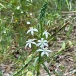 Ornithogalum narbonense Flower