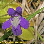 Pinguicula longifolia 花