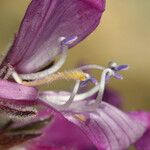 Penstemon monoensis Flower