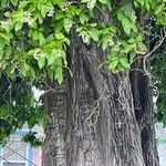 Ehretia tinifolia Corteza