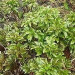 Paeonia lactiflora Alkat (teljes növény)