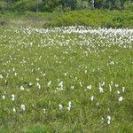 Eriophorum angustifolium 果