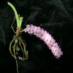 Rhynchostylis retusa Συνήθη χαρακτηριστικά