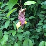 Gmelina philippensis 花